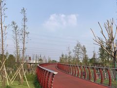 -王借岗森林公园