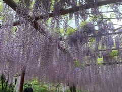 -嘉定紫藤园