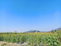 -光明小镇欢乐田园
