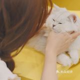 猫咖探店，和猫咪一起分享下午茶。