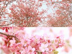 -天适樱花悠乐园