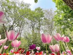 -郑州中国绿化博览园