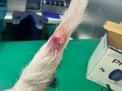 -瑞派申生动物医院·24H夜诊·国际动物医疗中心·骨外科(吴中路店)