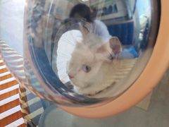 -伟伟宠物医院·瑞派猫友好医院·猫科(光谷店)