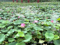 -天津东丽湖风景区