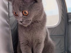 -宠颐生猫科·内科皮肤科(西平世纪城店)