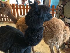 -华夏文旅西安度假区