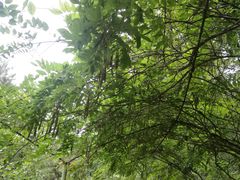 -北京鹫峰国家森林公园