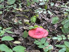-峡谷浮石林景区