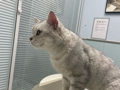 -纳吉亚猫专科动物诊疗中心(蒋宅口分院)