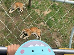 -西霞口神雕山野生动物世界