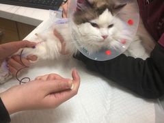 -中农大我爱我爱动物医院·核磁CT·猫病·24小时夜诊中心(石佛营店)