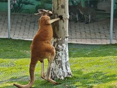 -西霞口神雕山野生动物世界