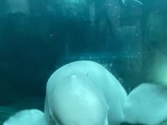 -杭州长乔极地海洋公园
