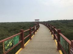 -北海金海湾红树林生态旅游区