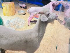 -绿色星球动物主题公园