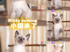 -小猫来了·猫舍(红山六九七九店)