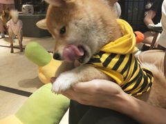 -逗柴咖啡屋·狗咖猫咖宠物桌游