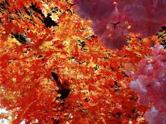 -八次方巴乡石锅鱼·金海湖水库活鱼(谷丰东路店)