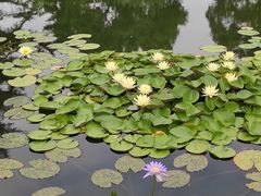 -国家植物园南园