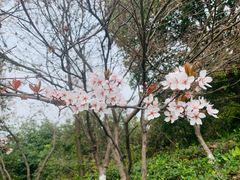-铁山坪森林公园