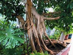 -北京植物园-展览温室
