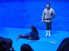 -芜湖新华联大白鲸海洋公园