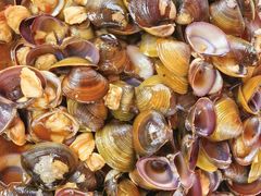 -海鸥岛河景湖大排档