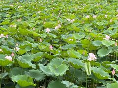 -荔湾湖公园