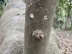 -黄埔油麻山森林公园
