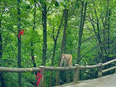 -九皇山景区