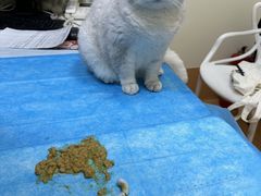 -美联众合爱康动物医院•复杂内科•肿瘤科•牙科•腔镜诊疗中心