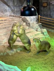 -Zoolung Zoolung动物主题公园(海信广场店)