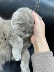 -柚子•猫美睫美甲