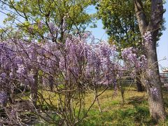 -上海吴淞炮台湾国家湿地公园