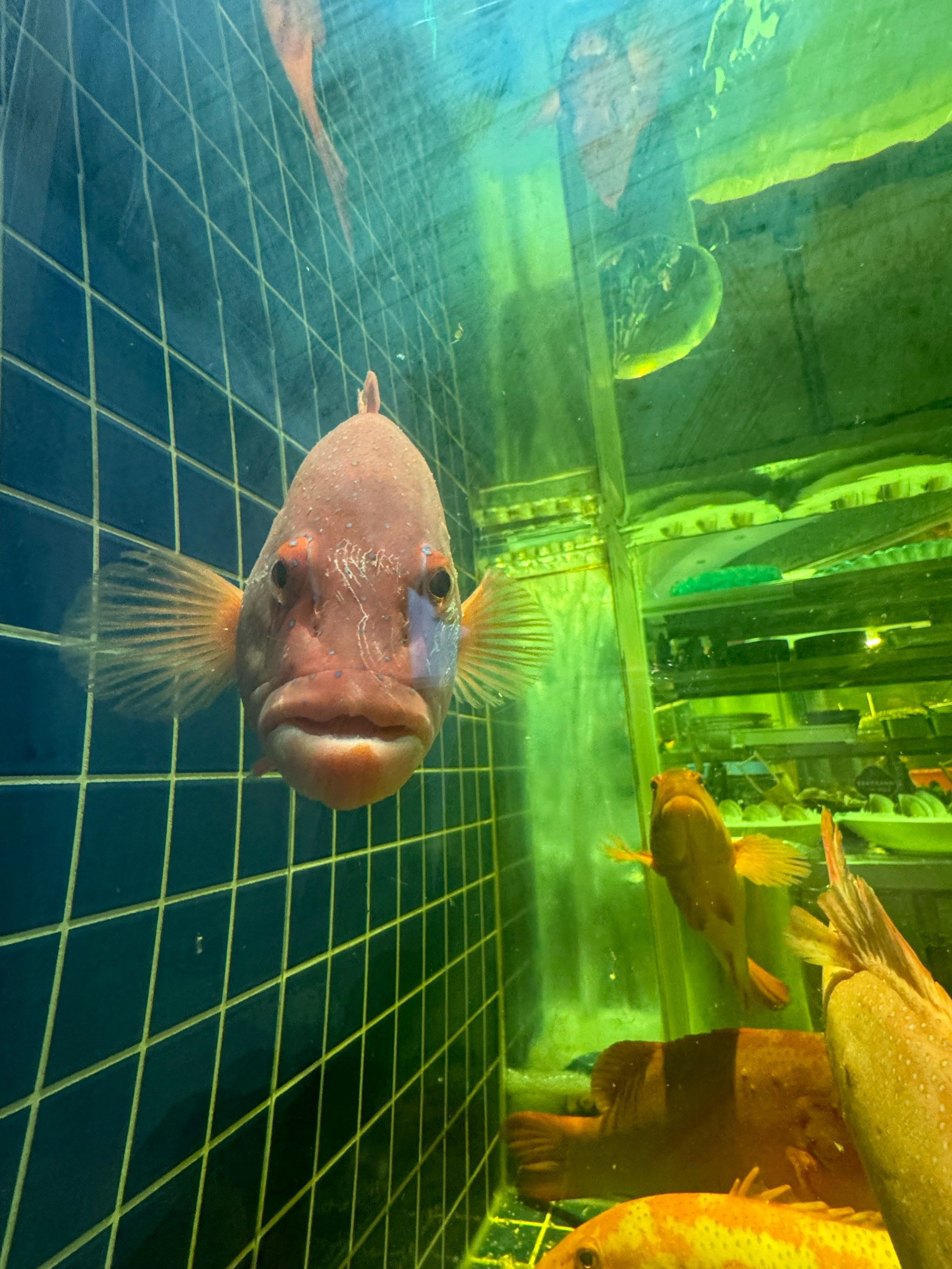 这是什么鱼好丑啊