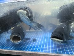 -全乐鱼馆·淳牌有机鱼直营店