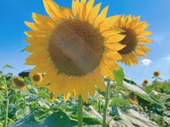 -光明小镇欢乐田园