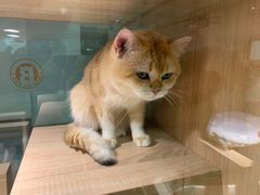 -BABIT巴比特宠物(MOMOPARK店)