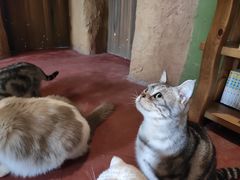 -猫猫幼稚园·撸猫·桌游·电玩