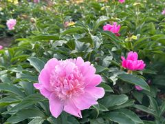 -黑龙江省森林植物园