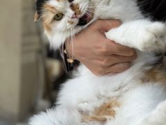 -猫小院猫主题餐厅(南锣旗舰店)
