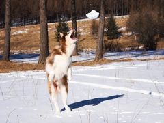 -塞罕坝国家级自然保护区