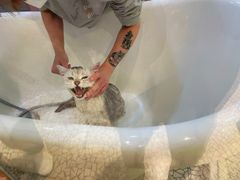 -momokira米努特·德文卷毛猫·棉花面纱犬