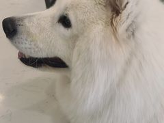 -共舞时光猫咖·狗咖(新街口店)