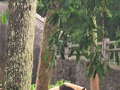 -中国大熊猫保护研究中心雅安碧峰峡基地