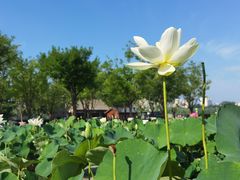 -莲花池公园