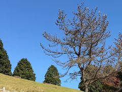 -神户市立六甲山牧场