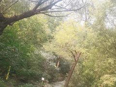 -北京鹫峰国家森林公园