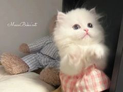 -欣宠猫屋·矮脚拿破仑·蓝金金渐层